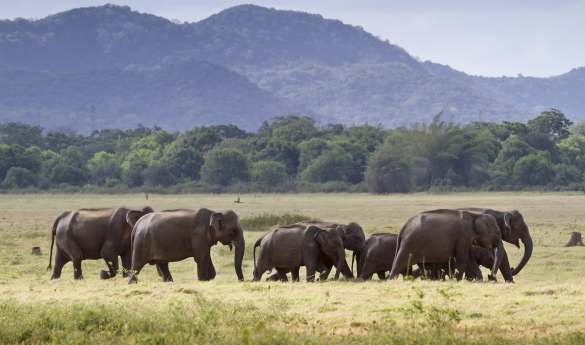 Minneriya National Park
