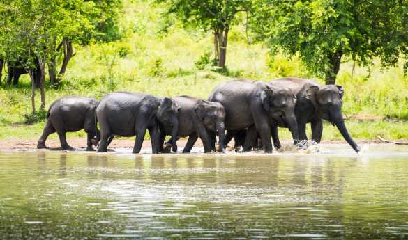 Morning Safari - Yala National Park
