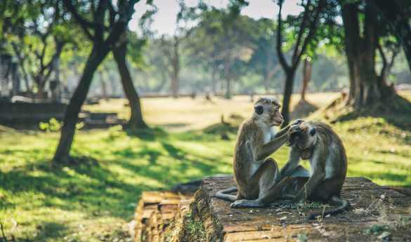 Polonnaruwa - Meet the Monkeys