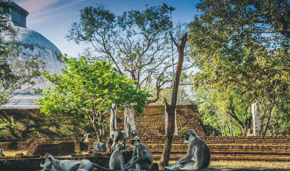 Polonnaruwa - Meet the Monkeys