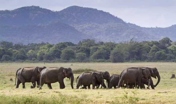 Safari Jeep to Minneriya National Park