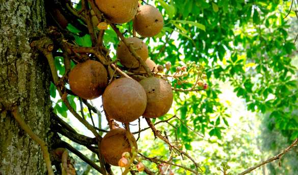 Ulagalla - Organic Garden Tour & Cookery Demonstration