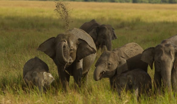 Visit an Elephant Conservation Centre and Guided Safari in Wasgamuwa National Park