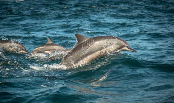 Whale and Dolphin Watching by Private Catamaran
