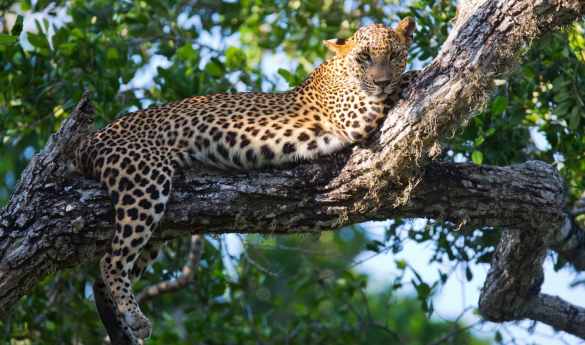 Honeymoon to Sri Lanka