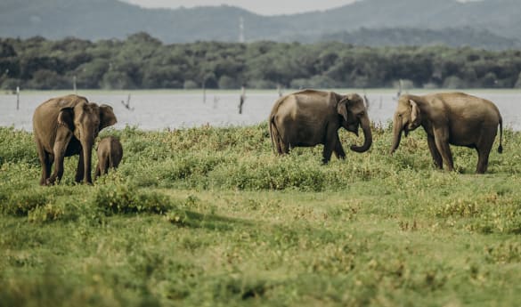 Sri Lanka: Cultural and Coastal Bliss