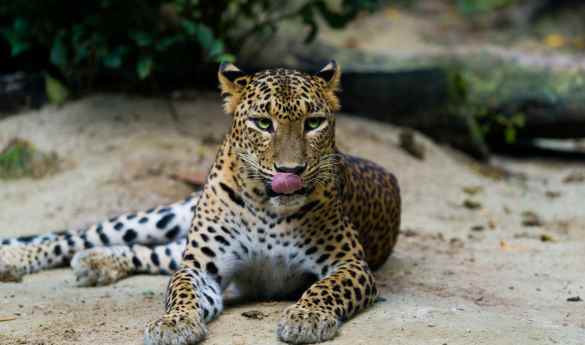 Wild Sri Lanka: A Safari Journey
