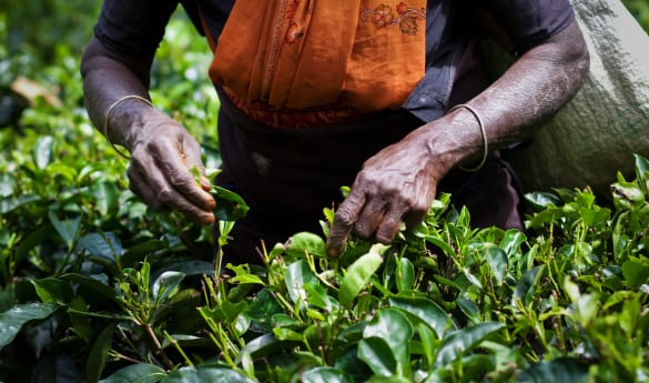 Sri Lanka Through the Tear Drop Collection