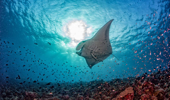 Treasures of the Tropics: Sri Lanka and the Maldives