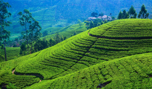 The Best of Sri Lanka: Culture, Wildlife & Coast