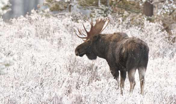 Arctic Wildlife Safari by Snowmobile