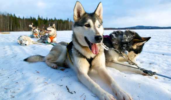 Husky sled tour at Arctic Retreat