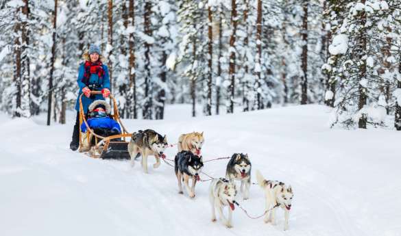 Husky sledding in Luleå