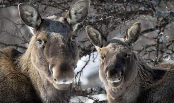 Moose Safari at the Treehotel