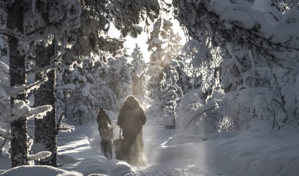 Saivo Package at Fjellborg Arctic Lodge - 4 days/3 nights