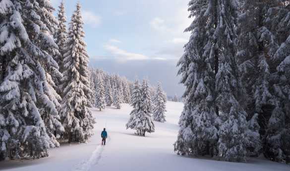Snowshoe Walk at Treehotel