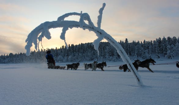 Vuolus Package at Fjellborg Arctic Lodge - 5 days/4 nights