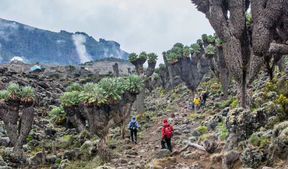 Kilimanjaro Climb - Lemosho Route