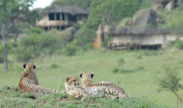 Lamai Serengeti