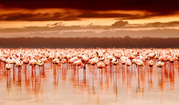 Flamingo Watching on Lake Manyara