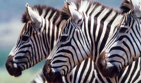 Game drive in Lake Manyara