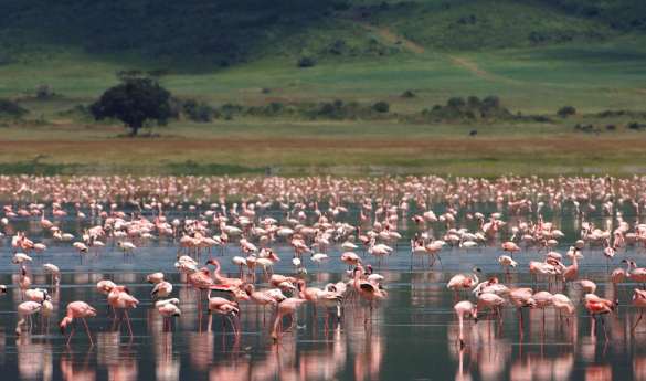 Ngorongoro Crater game drive