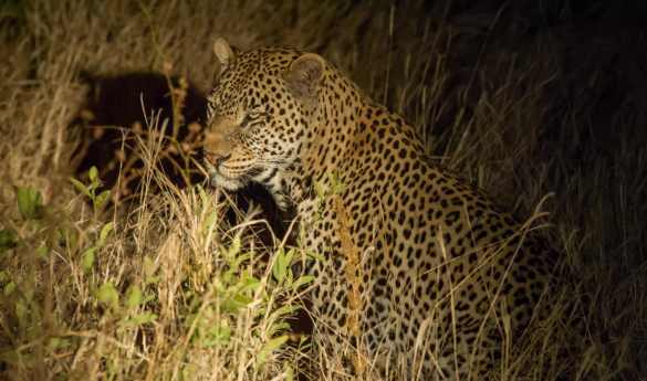 Night Drives in the Tarangire