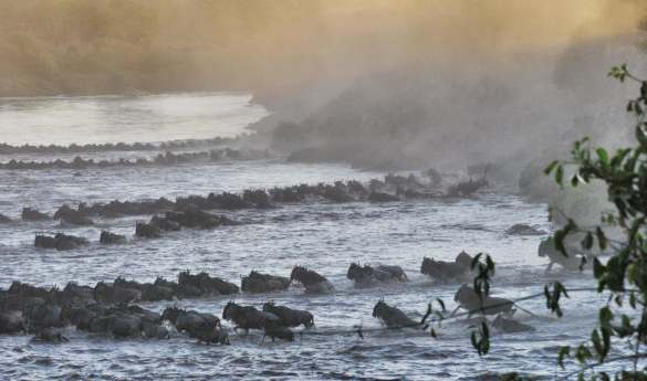 On safari from Serian Serengeti North Camp