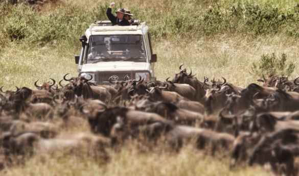 Search for the migration herds