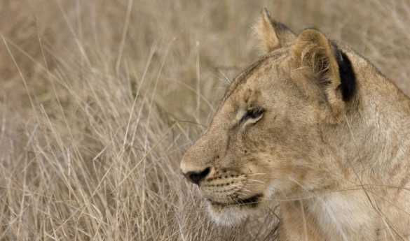 Searching for big cats in Ruaha
