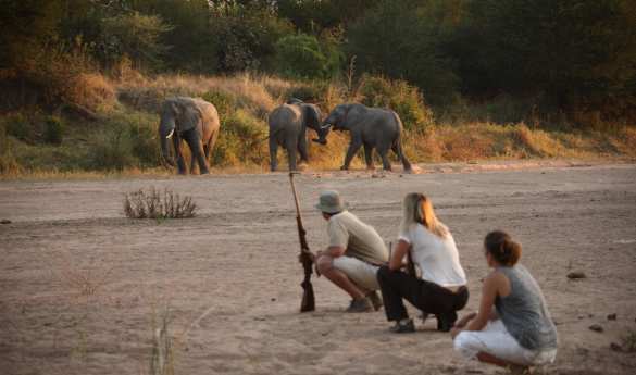 Walking safaris in Ruaha