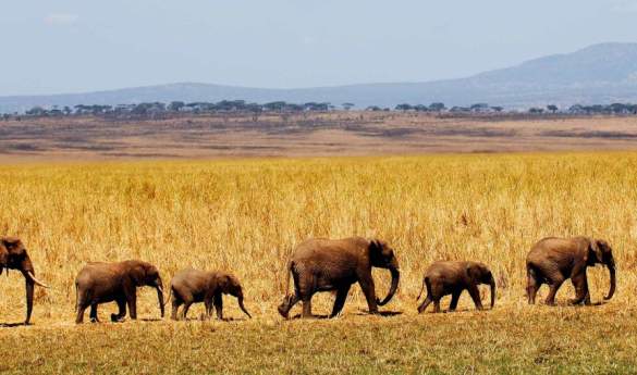 Wildlife in the Tarangire