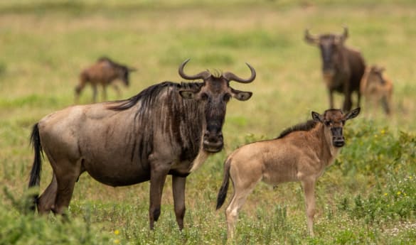 Discover Culture & Calving in Tanzania