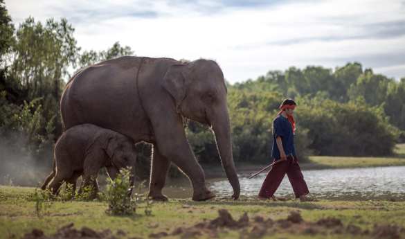 Anantara, Golden Triangle - Walking with Giants
