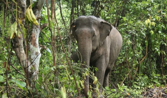 ChangChill Elephant Sanctuary