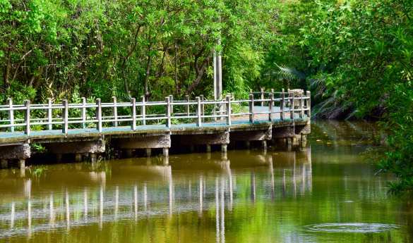 Cycle Bangkok's Jungle