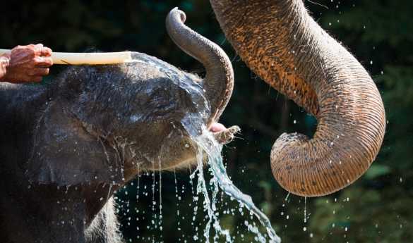 Day 1 - Elephant Hills Rainforest Nature Safari - 4 days/3 nights