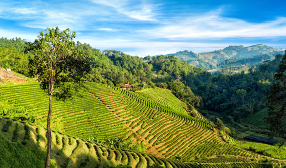 Hloyo Akha Hilltribe Experience
