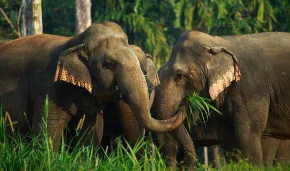Wild Encounters: Laos and Thailand