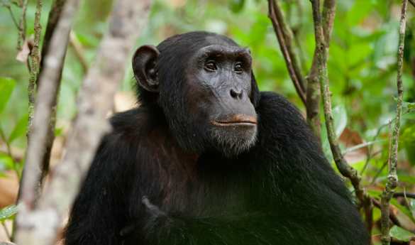 Chimp trekking in Kibale Forest