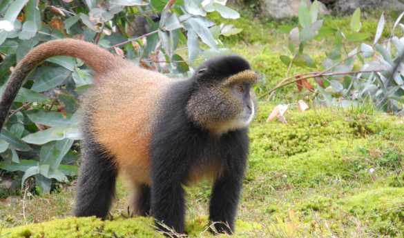 Golden Monkey Trekking