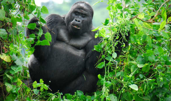 Gorilla Trekking in Uganda