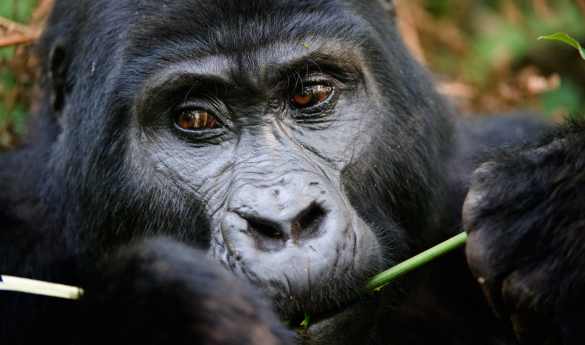 Family Fun in Uganda and Kenya
