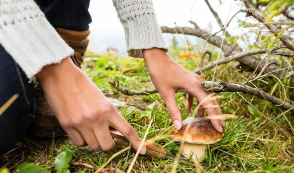 Sea Kayaking and Foraging