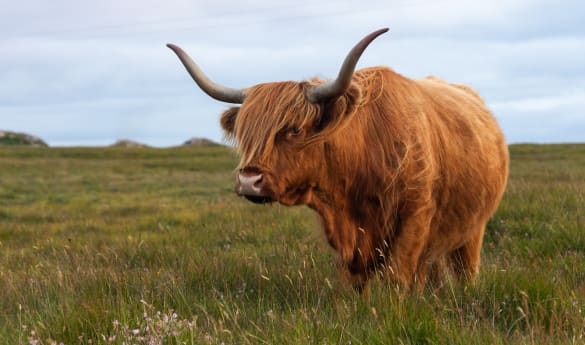 A Meaningful Wildlife Journey Through Scotland’s Untamed Beauty