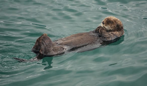 Alaskan Culture Experience: Homer Half Day Trip at Stillpoint Lodge