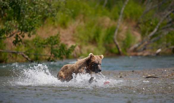 Bear Viewing in Katmai National Park