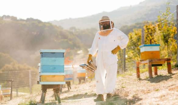Beekeeping Experience at Carmel Valley Ranch