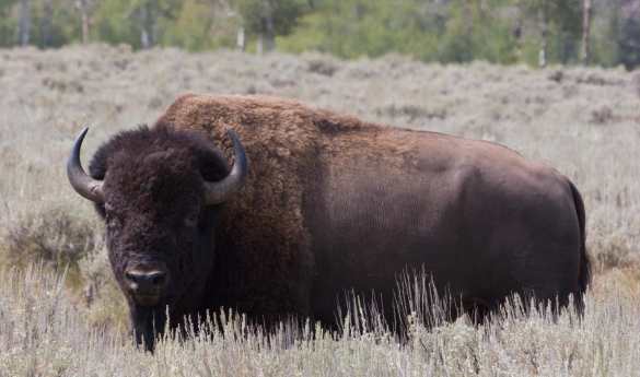 Full day Grand Teton Wildlife Safari