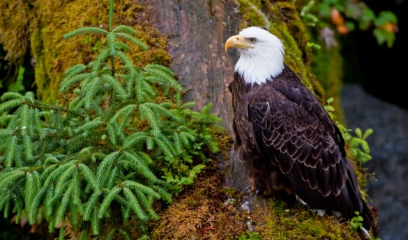 Lodge at Whale Pass Outdoor Activities